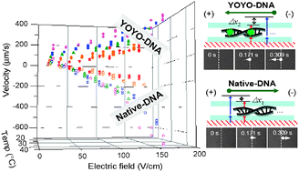 Graphical abstract: Native and fluorescent dye-dependent single-DNA molecule microchip dynamics as measured by differential interference contrast microscopy