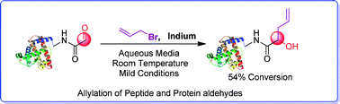 Graphical abstract: Indium mediated allylation in peptide and protein functionalization