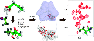 Graphical abstract: An optimized isotopic labelling strategy of isoleucine-γ2 methyl groups for solution NMR studies of high molecular weight proteins