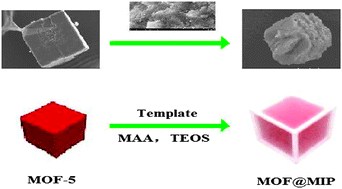 Graphical abstract: A novel core–shell molecularly imprinted polymer based on metal–organic frameworks as a matrix