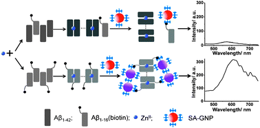 Graphical abstract: Resonance light scattering as a powerful tool for sensitive detection ofβ-amyloid peptide by gold nanoparticle probes