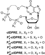 Graphical abstract: A novel membrane-permeant cADPR antagonist modified in the pyrophosphate bridge