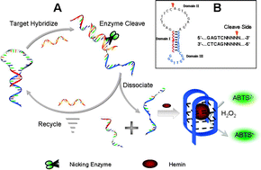 Graphical abstract: An ultrasensitive colorimeter assay strategy for p53 mutation assisted by nicking endonuclease signal amplification