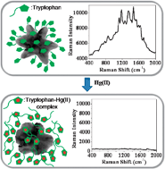 Graphical abstract: Highly selective SERS probe for Hg(ii) detection using tryptophan-protected popcorn shaped gold nanoparticles