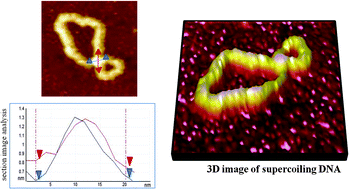 Graphical abstract: Precise engineering and visualization of signs and magnitudes of DNA writhe on the basis of PNA invasion