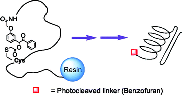 Graphical abstract: The interplay of turn formation and hydrophobic interactions on the early kinetic events in protein folding