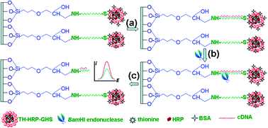 Graphical abstract: Electrochemical detection of hepatitis C virus with signal amplification using BamHI endonuclease and horseradish peroxidase-encapsulated nanogold hollow spheres