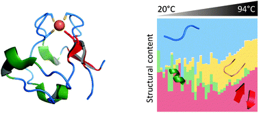 Graphical abstract: Structural reorganization renders enhanced metalloprotein stability