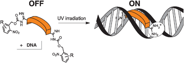 Graphical abstract: Light-controlled DNA binding of bisbenzamidines