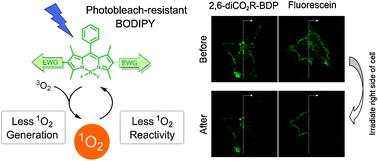 Graphical abstract: Rational design of boron dipyrromethene (BODIPY)-based photobleaching-resistant fluorophores applicable to a protein dynamics study