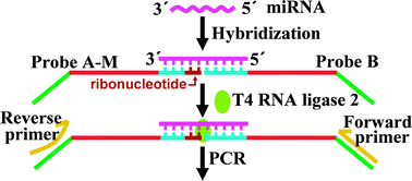 Graphical abstract: Ultrasensitive quantification of mature microRNAs by real-time PCR based on ligation of a ribonucleotide-modified DNA probe