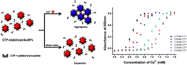 Graphical abstract: A colorimetric selective sensing probe for calcium ions with tunable dynamic ranges using cytidine triphosphate stabilized gold nanoparticles