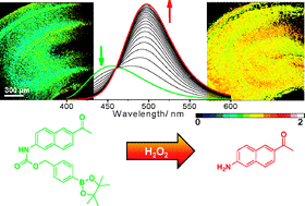 Graphical abstract: A two-photon fluorescent probe for ratiometric imaging of hydrogen peroxide in live tissue