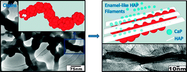 Graphical abstract: Oriented crystallization of hydroxyapatite by the biomimetic amelogenin nanospheres from self-assemblies of amphiphilic dendrons