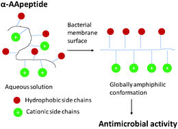 Graphical abstract: Non-hemolytic α-AApeptides as antimicrobial peptidomimetics