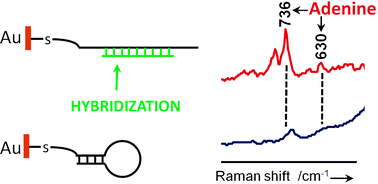 Graphical abstract: DNA reorientation on Au nanoparticles: label-free detection of hybridization by surface enhanced Raman spectroscopy