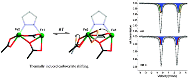 Graphical abstract: Visualising the carboxylate shift at a bioinspired diiron(ii) site in the solid state