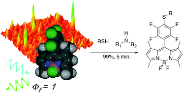 Graphical abstract: Facile functionalization of a fully fluorescent perfluorophenyl BODIPY: photostable thiol and amine conjugates