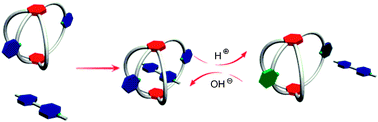 Graphical abstract: Synthesis of a four-armed cage molecule and its pH-controlled complexation with paraquat