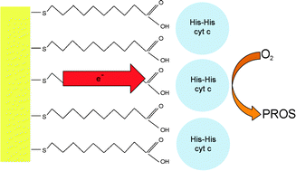 Graphical abstract: Immobilized unfolded cytochrome c acts as a catalyst for dioxygen reduction