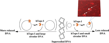 Graphical abstract: Recognition of forcible curvature in circular DNA by human topoisomerase I