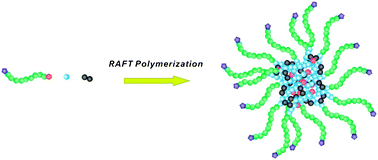 Graphical abstract: Synthesis of architecturally well-defined nanogels viaRAFT polymerization for potential bioapplications