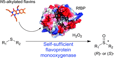 Graphical abstract: Turning a riboflavin-binding protein into a self-sufficient monooxygenase by cofactor redesign
