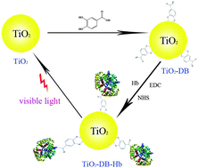 Graphical abstract: An efficient visible light controlled protein delivery system