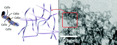 Graphical abstract: Oligomerization of cadmium chalcogenide nanocrystals into CdTe-containing superlattice chains