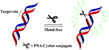 Graphical abstract: Site-selective DNA hydrolysis induced by a metal-free peptide nucleic acid–cyclen conjugate
