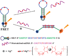 Graphical abstract: A simple “molecular beacon”-based fluorescent sensing strategy for sensitive and selective detection of mercury (ii)