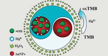 Graphical abstract: Visual observation of the mercury-stimulated peroxidase mimetic activity of gold nanoparticles