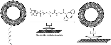 Graphical abstract: Membrane labeling and immobilization viacopper-free click chemistry