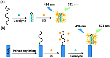 Graphical abstract: Fluorescence detection of coralyne and polyadenylation reaction using an oligonucleotide-based fluorogenic probe