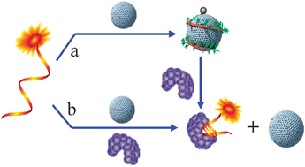 Graphical abstract: Combination of π–π stacking and electrostatic repulsion between carboxylic carbon nanoparticles and fluorescent oligonucleotides for rapid and sensitive detection of thrombin