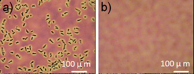 Graphical abstract: Facile synthesis of a 56π-electron 1,2-dihydromethano-[60]PCBM and its application for thermally stable polymer solar cells