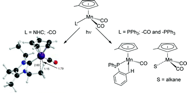 Graphical abstract: Comparison of the photochemistry of organometallic N-heterocyclic carbene and phosphine complexes of manganese