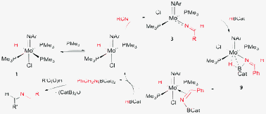 Graphical abstract: Catalytic hydroboration by an imido-hydrido complex of Mo(iv)