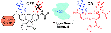 Graphical abstract: Shedding light by cancer redox—human NAD(P)H:quinone oxidoreductase 1 activation of a cloaked fluorescent dye