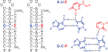 Graphical abstract: Triple helical recognition of pyrimidine inversions in polypurine tracts of RNA by nucleobase-modified PNA