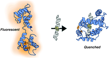 Graphical abstract: Thioamide quenching of intrinsic protein fluorescence