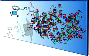 Graphical abstract: Maleimide-functionalised organoruthenium anticancer agents and their binding to thiol-containing biomolecules