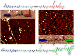 Graphical abstract: Modular synthesis of supramolecular ureidopyrimidinone–peptide conjugates using an oxime ligation strategy