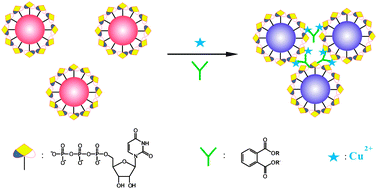 Graphical abstract: Rapid and sensitive colorimetric visualization of phthalates using UTP-modified gold nanoparticles cross-linked by copper(ii)