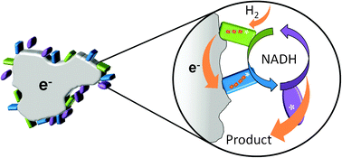 Graphical abstract: A modular system for regeneration of NAD cofactors using graphite particles modified with hydrogenase and diaphorase moieties