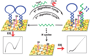 Graphical abstract: Target recycling amplification for sensitive and label-free impedimetric genosensing based on hairpin DNA and graphene/Au nanocomposites