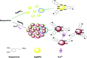 Graphical abstract: Colorimetric detection of copper ions in tap water during the synthesis of silver/dopamine nanoparticles