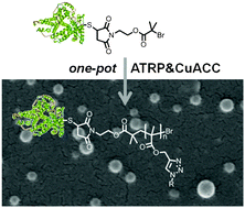 Graphical abstract: Multifunctional Giant Amphiphiles via simultaneous copper(i)-catalyzed azide–alkyne cycloaddition and living radical polymerization