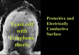 Graphical abstract: Graphene as membrane for encapsulation of yeast cells: protective and electrically conducting
