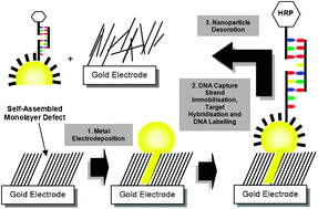 Graphical abstract: Regio selective functionalisation of gold nanoparticles with DNA